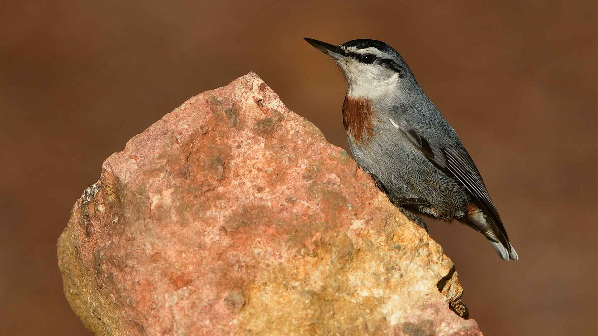 Krüper's Nuthatch